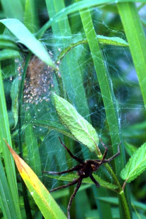 Dolomedes_plantarius_P1515_Z_75_Les Gris_Frankrijk.jpg